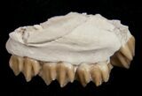 Oligocene Ruminant (Leptomeryx) Jaw Section #10552-2